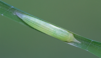 Ocola Skipper chrysalis